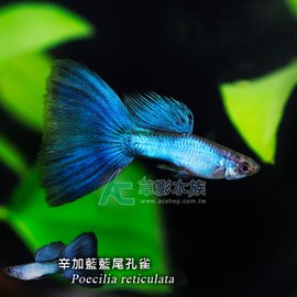 【AC草影】辛加藍藍尾孔雀（對魚）【一對】FAD01181