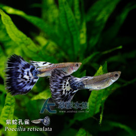 【AC草影】紫蛇孔雀（對魚）【一對】