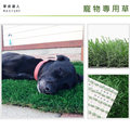 【草皮達人】人工草皮PE-3CM 每平方公尺NT800元寵物草皮(量大可議) 居家 寵物墊
