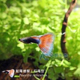 【AC草影】藍尾禮服孔雀（紅尾型/對魚）【一對】