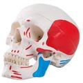 《預購》人頭骨模型(肌肉標示)(3B)