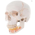 《預購》人頭骨模型(具開放下顎)(3B)