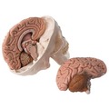 《預購》含腦的人頭骨模型(3B)