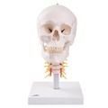 《預購》具頸椎的人頭骨模型(3B)