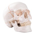 《預購》具頭縫線的人頭骨模型(3B)