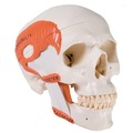 《預購》咀嚼功能的人頭骨模型(3B)