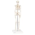 《預購》迷你人體骨骼模型(3B)