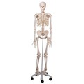 《預購》標準型人體骨骼模型(3B)