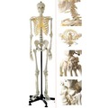 《預購》男性骨骼模型(Somso)