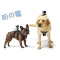 【世明3C】GoPro狗帶Hero4/3+/3狗背帶 胸前背部兩用 狗狗視線 胸帶下水