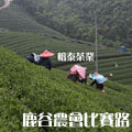 龍鳳峽高山茶-熟香中焙(半熟茶)[鹿谷農會比賽茶路] 150g裝