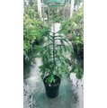 喬木 ** 紅豆杉 ** 8 吋 高 120 公分 是珍貴稀有植物【花花世界玫瑰園】 r