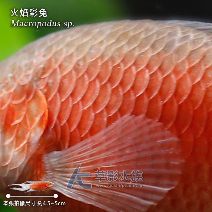 【AC草影】澳洲火焰鬥魚（對魚）【一對】