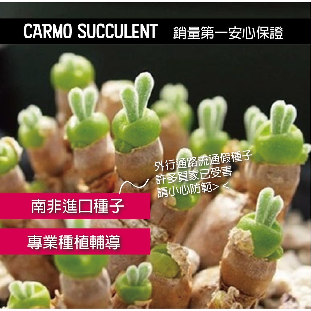 買4送1 Carmo多肉植物兔斯基碧光環盆栽套組 G52 Pchome商店街 台灣no 1 網路開店平台