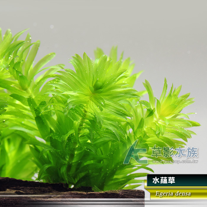 Ac草影 水蘊草 十二株 Pchome 商店街 Ac草影 水蘊草 十二株 Pchome 商店街