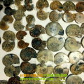 鸚鵡螺化石--菊石~50g