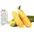 【1磅裝蔬菜種子】雙色水果玉米~~甜度可達18度，目前已知最甜的品種！