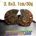 斑彩螺/鸚鵡螺化石--菊石