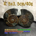 斑彩螺/鸚鵡螺化石--菊石