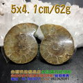斑彩螺 / 鸚鵡螺 化石--菊石