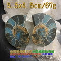 斑彩螺 / 鸚鵡螺 化石--菊石