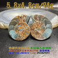 斑彩螺 / 鸚鵡螺化石--菊石~象徵吉祥及和諧