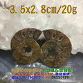 斑彩螺 / 鸚鵡螺 化石--菊石~象徵吉祥及和諧