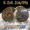 斑彩螺 / 鸚鵡螺 化石--菊石~象徵吉祥及和諧