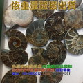斑彩螺 / 鸚鵡螺 化石--菊石~象徵吉祥及和諧~20g