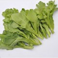 【1磅裝蔬菜種子】大葉茼蒿~ 葉色嫩黃，葉片闊大，水份多，少纖維質，品質最佳。