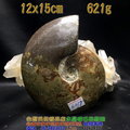 斑彩螺 / 鸚鵡螺化石--菊石~象徵吉祥及和諧