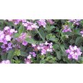 綠籬植物 ** 紫色馬櫻丹 每組 10 棵 ** 3 吋盆 高 6 12 公分 顏色多變【花花世界玫瑰園】 s