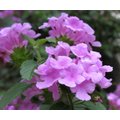 綠籬植物 ** 紫色馬櫻丹 ** 6 吋盆 高 20 30 公分 超易開花適應力佳【花花世界玫瑰園】 r