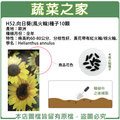 【蔬菜之家】H52.向日葵(風火輪)種子10顆 種子 園藝 園藝用品 園藝資材 園藝盆栽 園藝裝飾