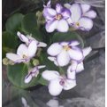 季節花卉 ** 非洲蓳 非洲紫蘿蘭 紫白色 ** 3 吋盆 高 10 20 公分 開花性強【花花世界玫瑰園】 r