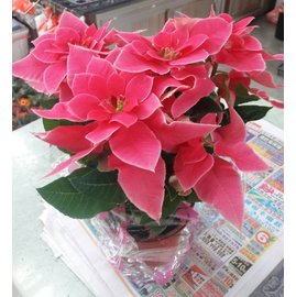 季節花卉 ** 羅莎公主聖誕 ** 6吋盆/高25-40cm / 最粉嫩的耶誕氛圍【花花世界玫瑰園】R