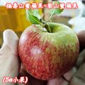 福壽山蜜蘋果,5A9台斤一箱-單果2.1兩-2.7兩,梨山蜜蘋果產季-11-12月
