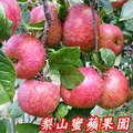福壽山蜜蘋果,12A9台斤一箱- 單果6.9兩-7.6兩-梨山蜜蘋果產季-11-12月