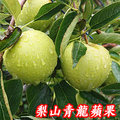梨山青龍蘋果5A9台斤-單果2.1兩-2.7兩-75g-101g-青龍蘋果產期10月初