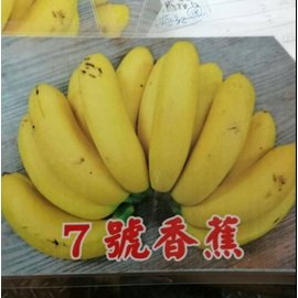 水果苗 ** 7號香蕉 ** 4吋盆**/高15-20cm/富含維生素C..維生素B6【花花世界玫瑰園】s