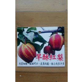 花花世界_水果苗 --早酥紅梨 -- 新品種/4吋盆/高30-50公分/Ts