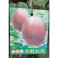 花花世界 水果苗 早酥紅梨 新品種 4 吋盆 高 30 50 公分 ts