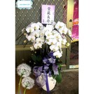【gtco326】追思告別式7株(A級)蝴蝶蘭花盆景