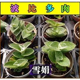 波比多肉樂園 雪娟 多肉植物 盆栽 辦公室 Pchome商店街 台灣no 1 網路開店平台