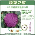 【蔬菜之家】B13.紫花椰菜種子20顆 種子 園藝 園藝用品 園藝資材 園藝盆栽 園藝裝飾