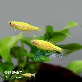 AC草影】青蘋果仙子【五隻】斑馬魚新手推薦｜PChome商店街：台灣NO.1 