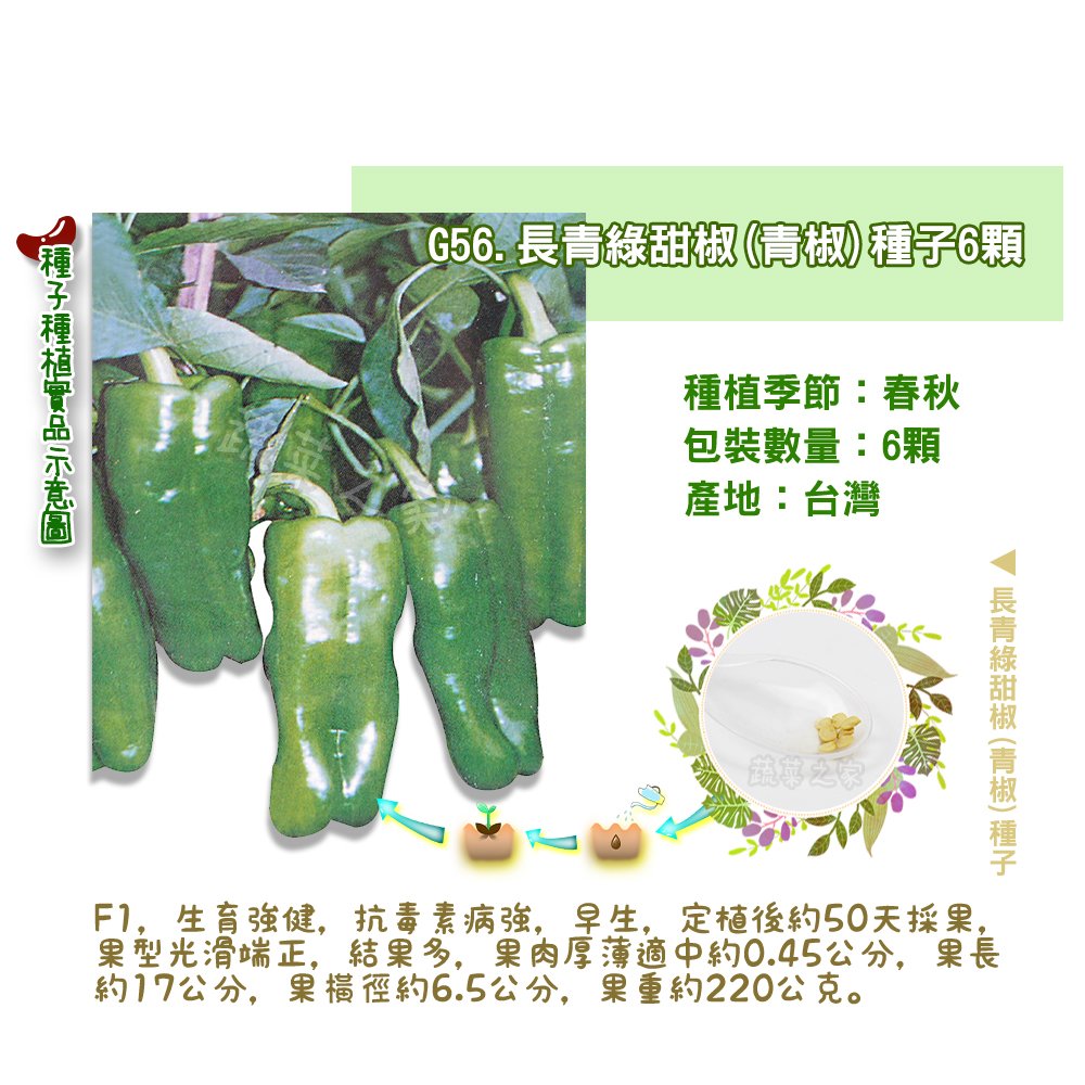 【蔬菜之家】G56.長青綠甜椒(青椒)種子6顆 種子 園藝 園藝用品 園藝資材 園藝盆栽 園藝裝飾