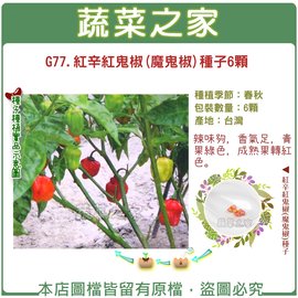 【蔬菜之家】G77.紅辛紅鬼椒(魔鬼椒)種子6顆 種子 園藝 園藝用品 園藝資材 園藝盆栽 園藝裝飾