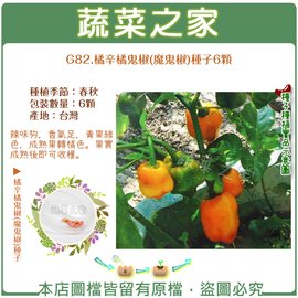 【蔬菜之家】G82.橘辛橘鬼椒(魔鬼椒)種子6顆 種子 園藝 園藝用品 園藝資材 園藝盆栽 園藝裝飾