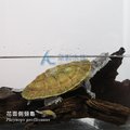 【 ac 草影】花面側頸龜【一隻】